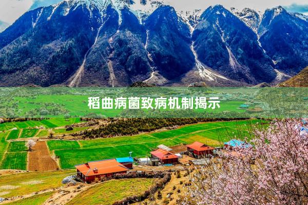 稻曲病菌致病机制揭示